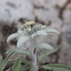 Leontopodium alpinum Edelweiss 3.jpg