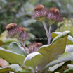 Oldenburgia grandis Suurberg Cushion Bush.jpg