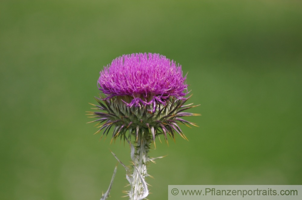 Onopordum acathium Gewoehnliche Eselsdistel Giant Thistle 2.jpg