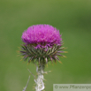 Onopordum acathium Gewoehnliche Eselsdistel Giant Thistle 2.jpg