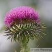 Onopordum acathium Gewoehnliche Eselsdistel Giant Thistle.jpg