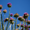 Onopordum tauricum Eselsdistel Bull Cottonthistle.jpg