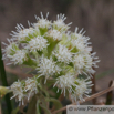 Petasites albus Weisse Pestwurz White Butterbur.jpg