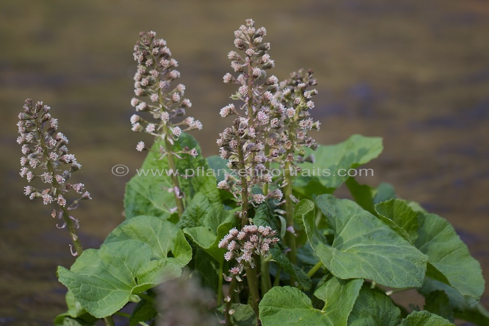 Petasites hybridus Gewoehnliche Pestwurz Butterbur Umbrella Plant 1.jpg