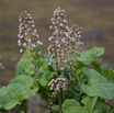 Petasites hybridus Gewoehnliche Pestwurz Butterbur Umbrella Plant 1.jpg