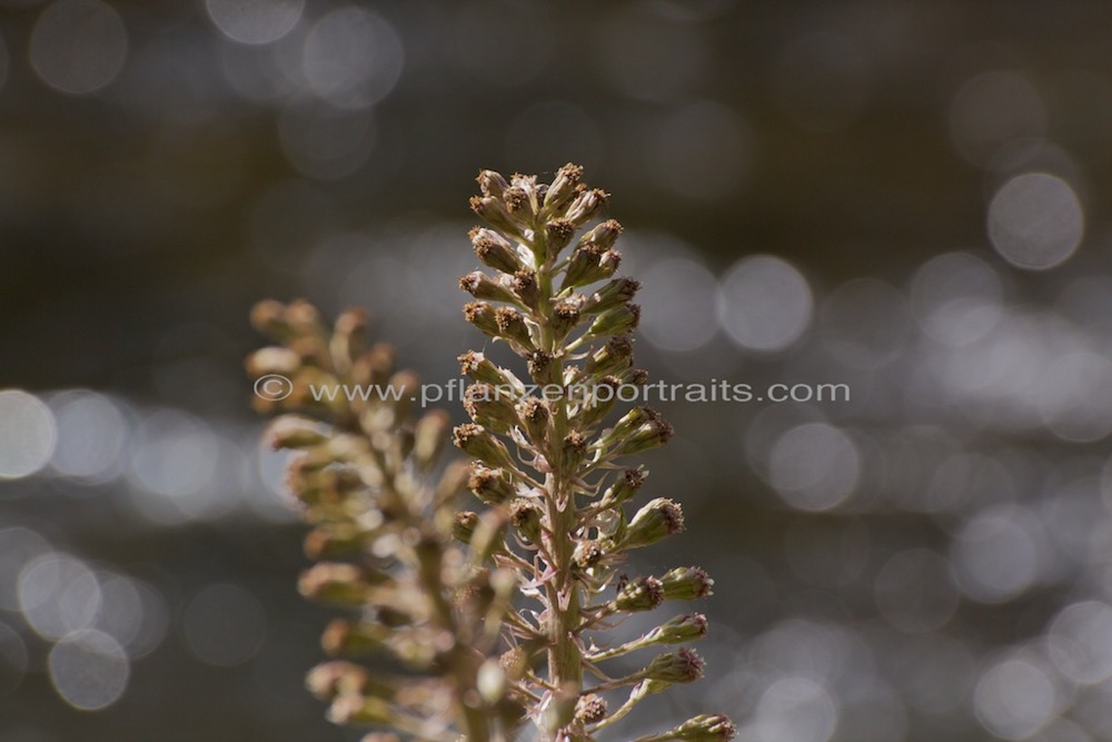 Petasites hybridus Gewoehnliche Pestwurz Butterbur Umbrella Plant 3.jpg