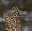 Petasites hybridus Gewoehnliche Pestwurz Butterbur Umbrella Plant 3.jpg