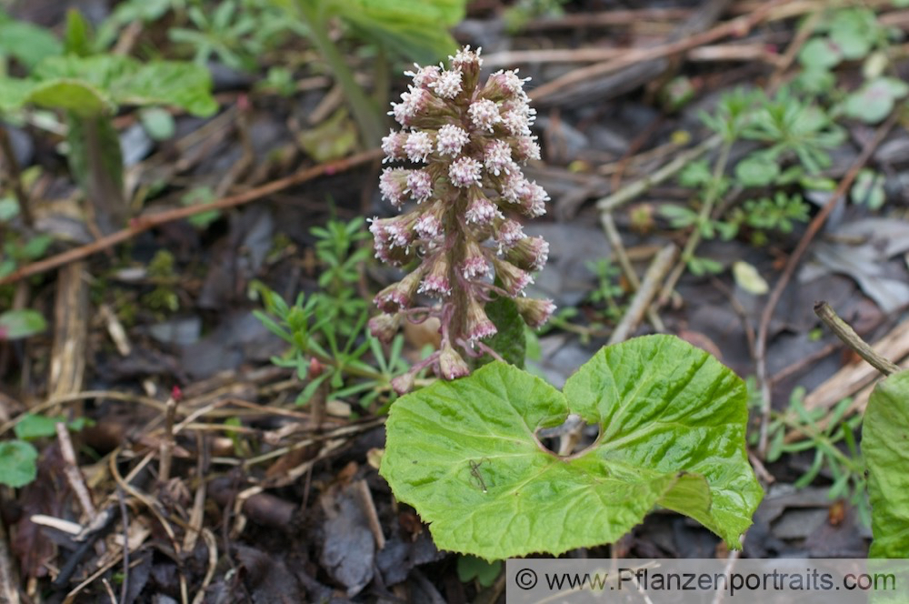 Petasites hybridus Gewoehnliche Pestwurz Butterbur Umbrella Plant 4.jpg