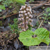 Petasites hybridus Gewoehnliche Pestwurz Butterbur Umbrella Plant 4.jpg