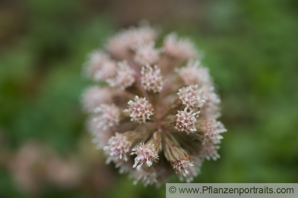 Petasites hybridus Gewoehnliche Pestwurz Butterbur Umbrella Plant 5.jpg