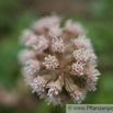 Petasites hybridus Gewoehnliche Pestwurz Butterbur Umbrella Plant 5.jpg