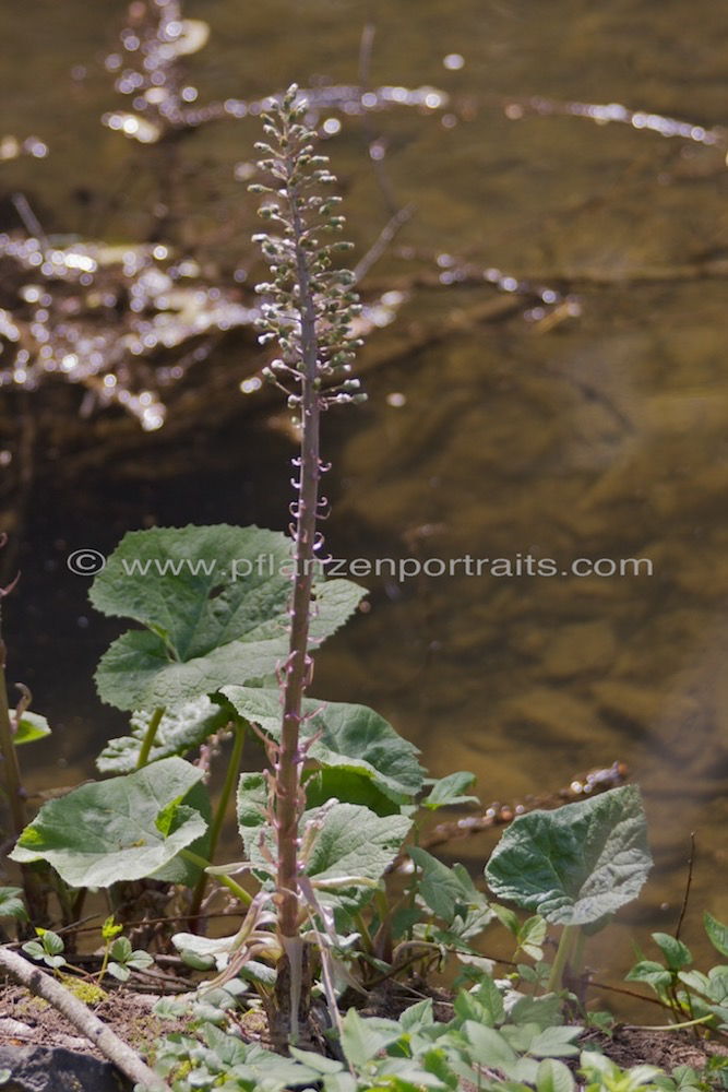 Petasites hybridus Gewoehnliche Pestwurz Butterbur Umbrella Plant 6.jpg