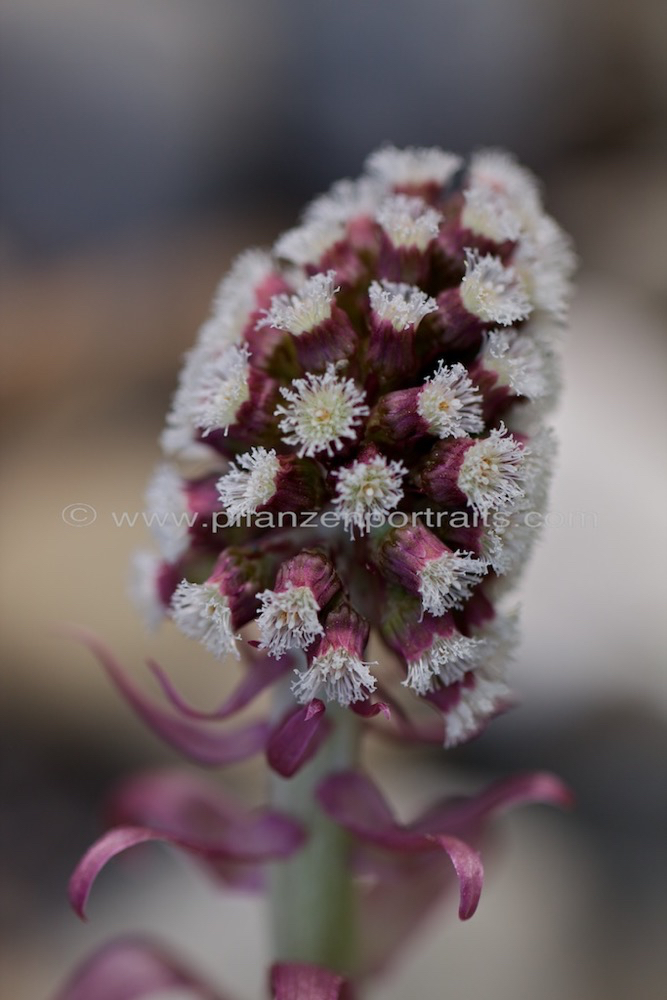 Petasites hybridus Gewoehnliche Pestwurz Butterbur Umbrella Plant.jpg