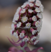 Petasites hybridus Gewoehnliche Pestwurz Butterbur Umbrella Plant.jpg