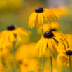 Rudbeckia fulgida Leuchtender Sonnenhut Cutleaf Coneflower.jpg