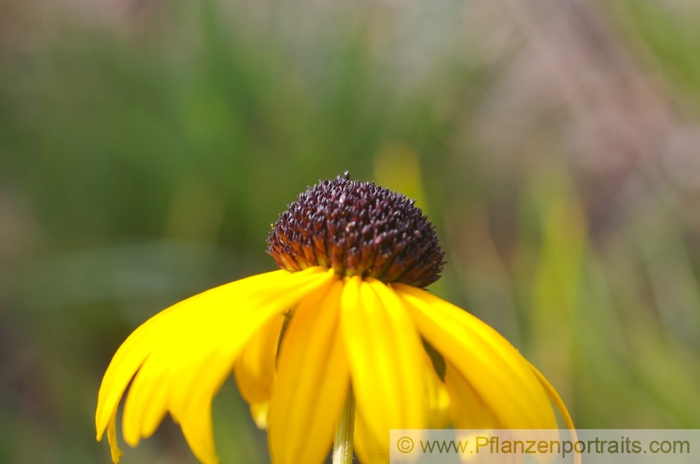 Rudbeckia fulgida var speciosa Praechtiger Sonnenhut Coneflower 2.jpg