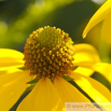 Rudbeckia fulgida var speciosa Praechtiger Sonnenhut Coneflower 3.jpg