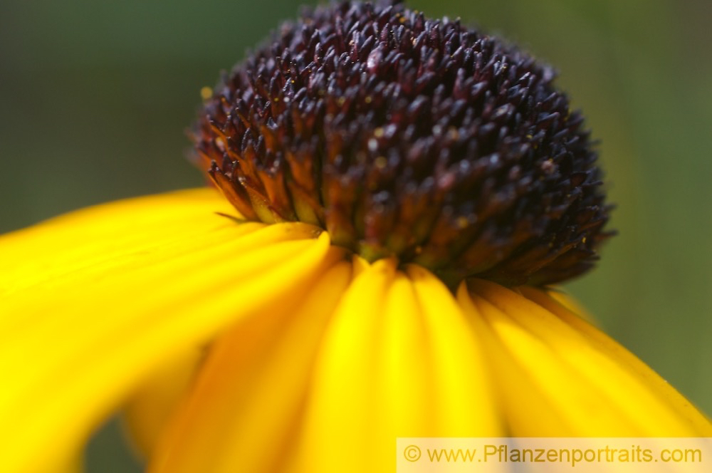 Rudbeckia fulgida var speciosa Praechtiger Sonnenhut Coneflower.jpg