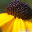 Rudbeckia fulgida var speciosa Praechtiger Sonnenhut Coneflower.jpg