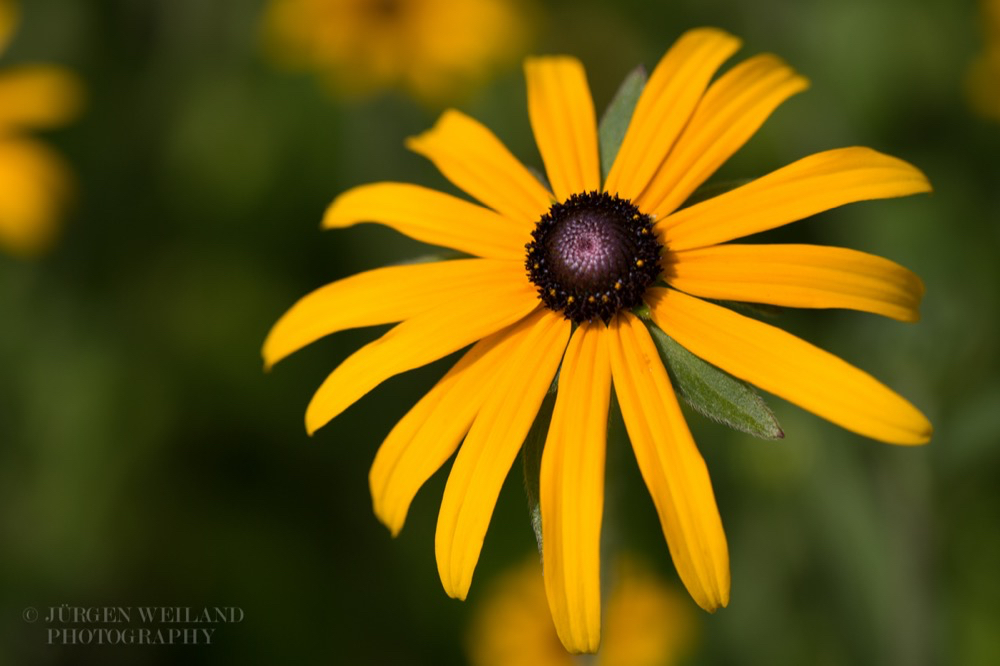 Rudbeckia fulgida var sullivatnii.jpg