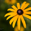 Rudbeckia fulgida var sullivatnii.jpg