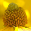 Rudbeckia laciniata Schlitzblaettriger Sonnenhut Cutleaf Coneflower 1.jpg