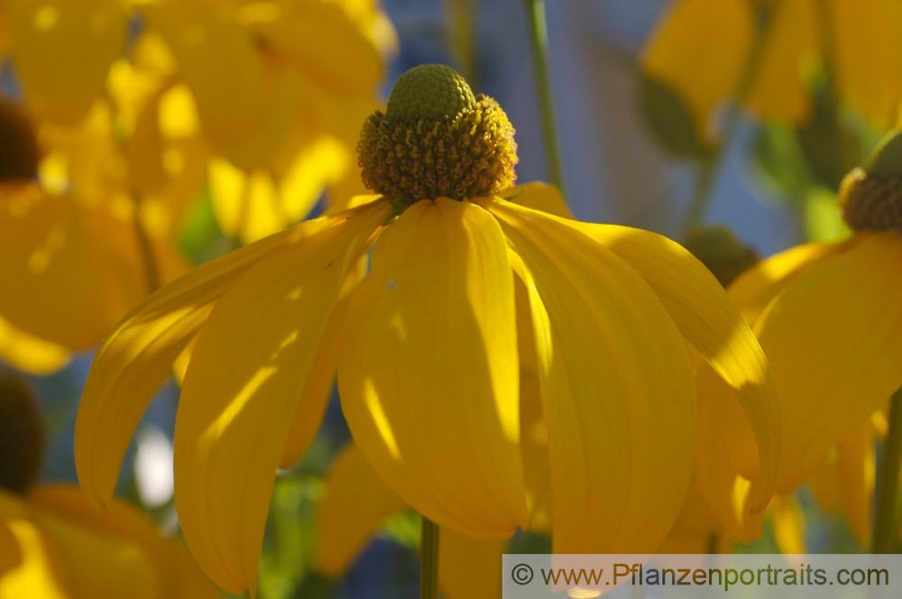 Rudbeckia laciniata Schlitzblaettriger Sonnenhut Cutleaf Coneflower.jpg