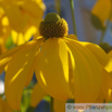 Rudbeckia laciniata Schlitzblaettriger Sonnenhut Cutleaf Coneflower.jpg