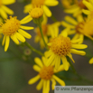 Senecio jacobaea Jakobs Greiskraut Staggerwort Jacobea 2.jpg