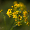 Senecio jacobaea Jakobs Kreuzkraut Staggerwort Jacobea.jpg