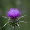 Silybum marianum Mariendistel Milk thistle 2.jpg