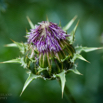 Silybum marianum Mariendistel Milk thistle.jpg