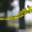 Solidago canadensis Kanadische Goldrute Canada Goldenrod 2.jpg