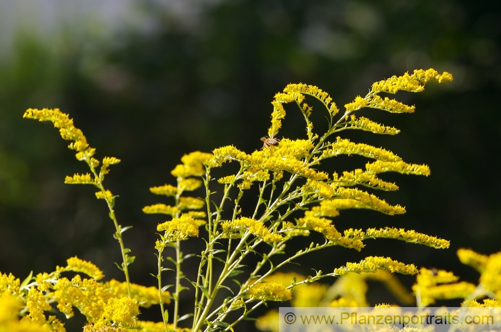 Solidago canadensis Kanadische Goldrute Canada Goldenrod 3.jpg