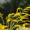 Solidago canadensis Kanadische Goldrute Canada Goldenrod 3.jpg