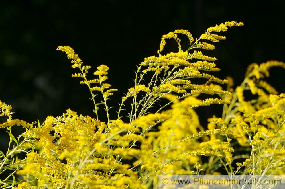 Solidago canadensis Kanadische Goldrute Canada Goldenrod 4.jpg