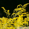 Solidago canadensis Kanadische Goldrute Canada Goldenrod 4.jpg