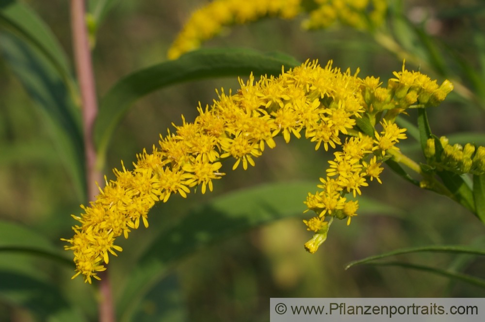 Solidago canadensis Kanadische Goldrute Canada Goldenrod.jpg