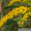 Solidago canadensis Kanadische Goldrute Canada Goldenrod.jpg