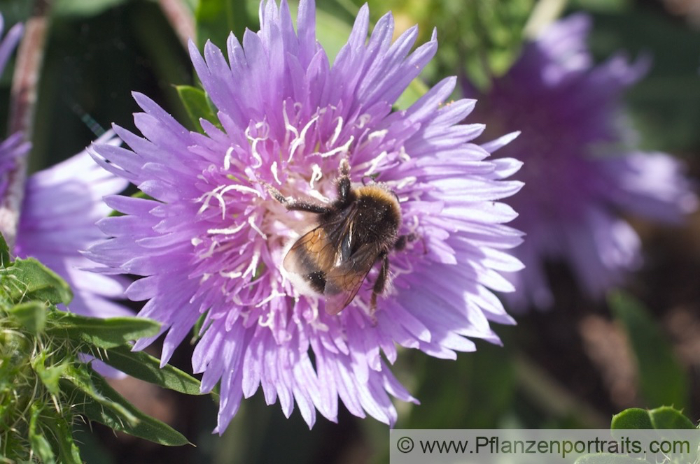 Stokesia laevis Kornblumenaster Stokes Aster 1.jpg