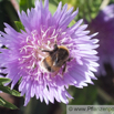 Stokesia laevis Kornblumenaster Stokes Aster 1.jpg