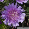 Stokesia laevis Kornblumenaster Stokes Aster 2.jpg