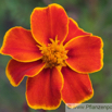 Tagetes patula Studentenblume French Marigold 2.jpg