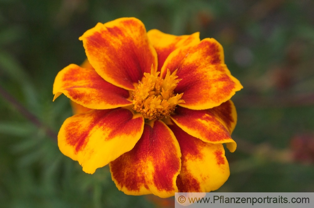 Tagetes patula Studentenblume French Marigold.jpg