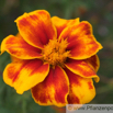 Tagetes patula Studentenblume French Marigold.jpg