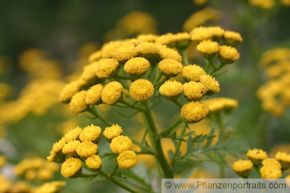 Tanacetum vulgare Rainfarn Tansy.jpg