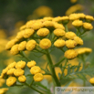 Tanacetum vulgare Rainfarn Tansy.jpg