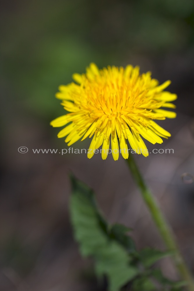 Taraxacum officinale Loewenzahn Dandelion 2.jpg