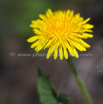 Taraxacum officinale Loewenzahn Dandelion 2.jpg