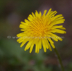 Taraxacum officinale Loewenzahn Dandelion 3.jpg